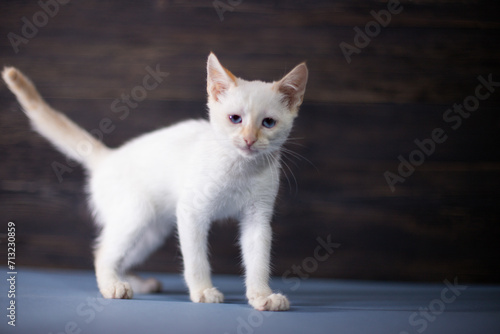 White little kitten on a dark wooden background