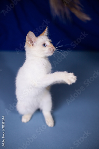 White playful kitten on a blue background