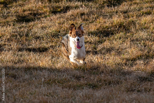 border collie dog © Pedro