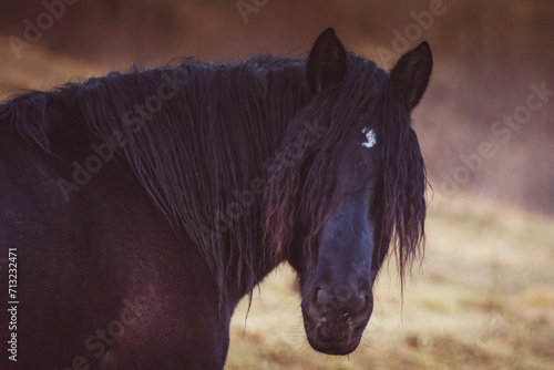 black horse © Pedro