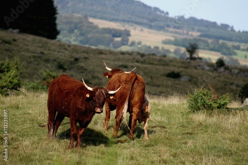 Vache salers dans le champs/prairie/pature/estive/ qui broute.  photo