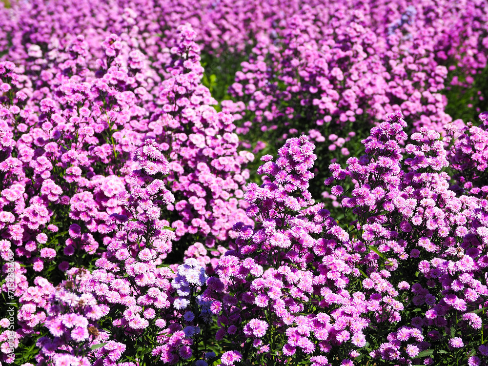 Margaret flower or purple cutter flower in the garden Margaret flower or purple cutter flower in the garden