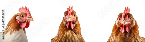 A Group of Funny Chickens, Captured in Close-up Portraits, Isolated on Transparent Background, PNG