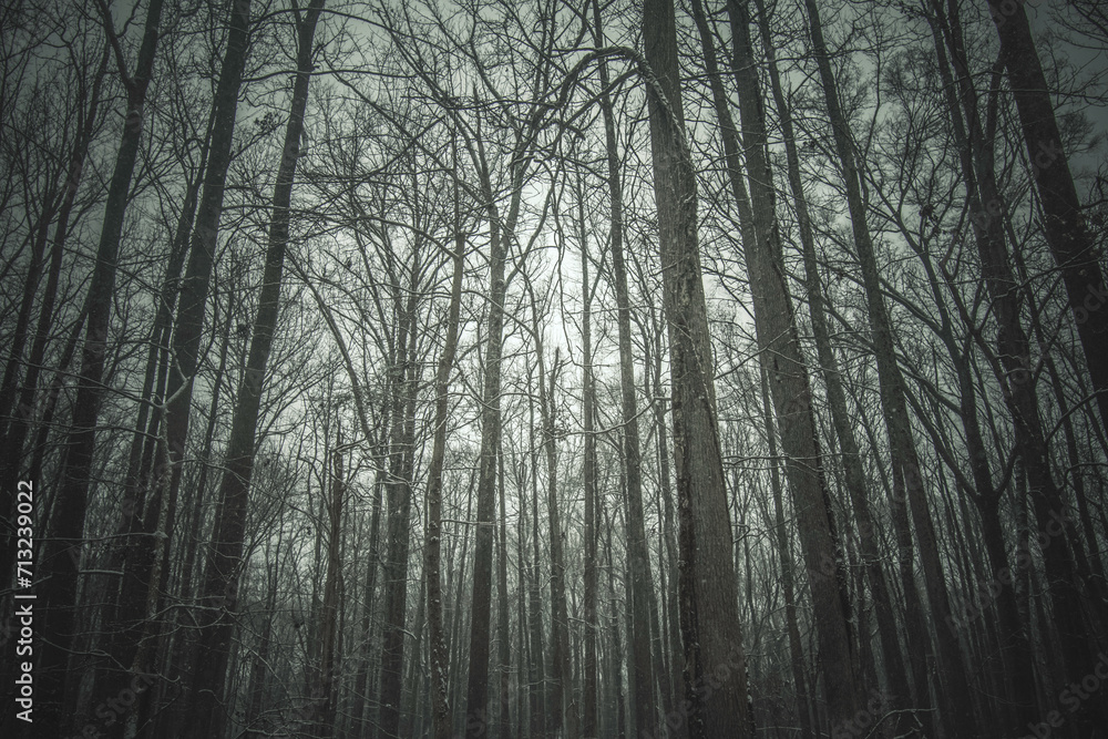Fototapeta premium trees in the forest