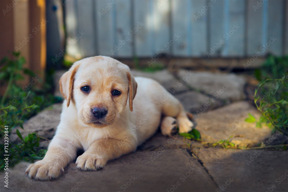 Adorable golden retriever puppy in the yard Adorable golden retriever puppy in the yard
