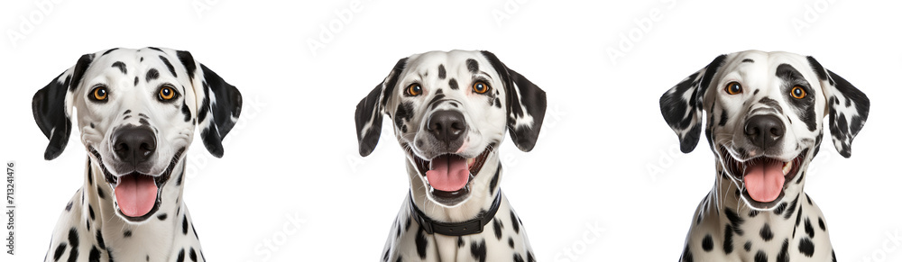 Closeup of a happy and amusing Dalmatian dog portrait, Isolated on Transparent Background, PNG