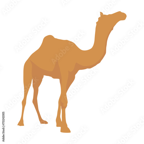 Flat camel illustration. Various camels with one hump illustration. Desert caravan Arabian dromedary with seat isolated on white background. Arabian animal vector illustration