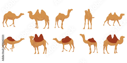 Flat camel illustration. Various camels with one hump illustration. Desert caravan Arabian dromedary with seat isolated on white background. Arabian animal vector illustration