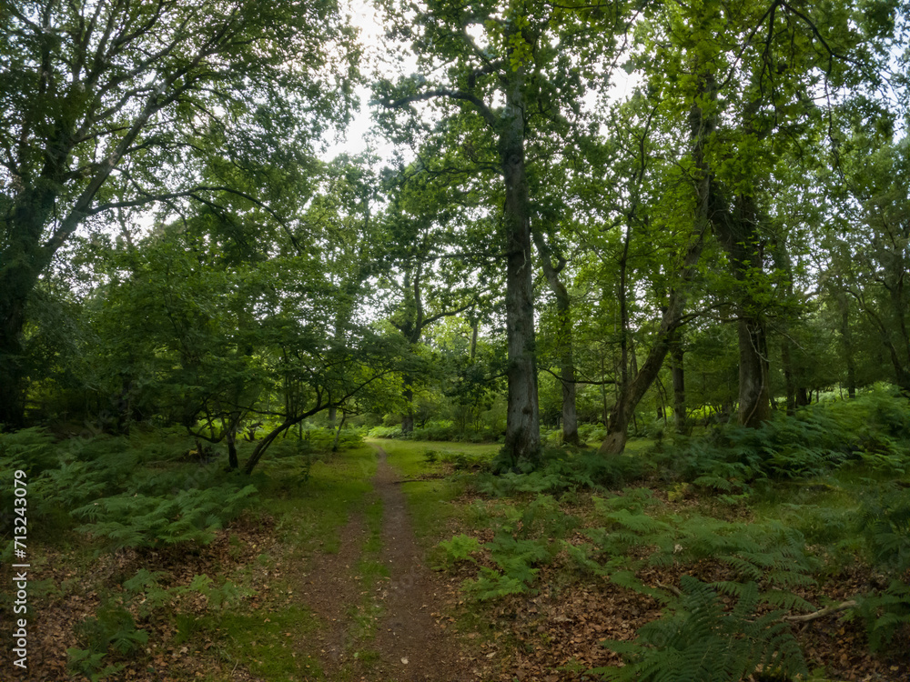 A summer walk through the green forest full of vegetation. Hike on a trail in the New Forest National Park A summer walk through the green forest full of vegetation. Hike on a trail in the New Forest National Park