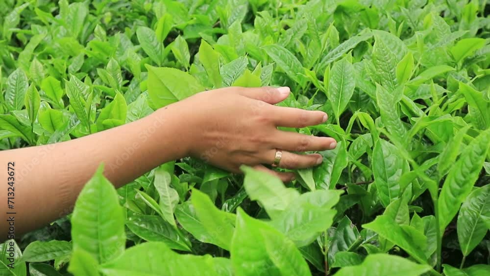 Close-up moving shot of young woman's arm gently stroking the top of green tea foliage. A female hand touches fresh green leaves of tea, walking along the plantation. Close-up moving shot of young woman's arm gently stroking the top of green tea foliage. A female hand touches fresh green leaves of tea, walking along the plantation.