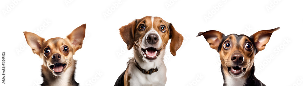 Collection of Astonished Dogs: Close-up Portraits, Isolated on Transparent Background, PNG