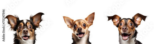 Close-up Portraits of a Set of Surprised Crazy Dogs, Isolated on Transparent Background, PNG © Only Best PNG's