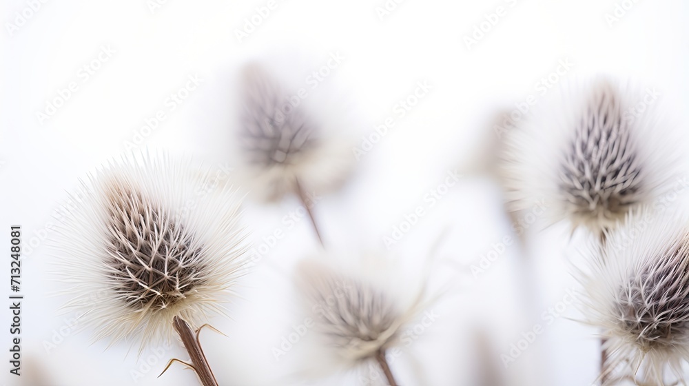 Professional food photography of Burdock Professional food photography of Burdock