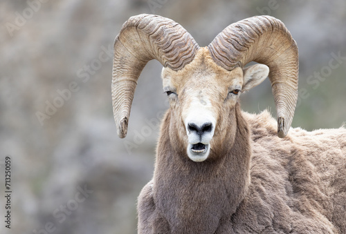 A bighorn sheep headshot 