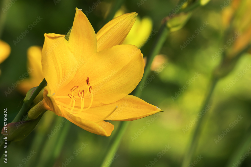 Flowering bush of perennial yellow lily in the garden plot of a country yard. 
