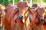 Gir cows in a dairy farm in Gujarat, India