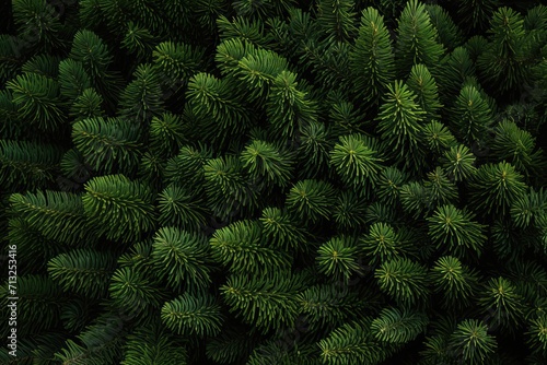 Green spruce branches background