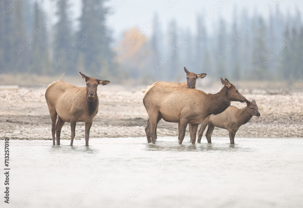Fototapeta premium A group of cow elk standing in a river