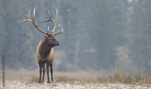 A bull elk in front of a forest
