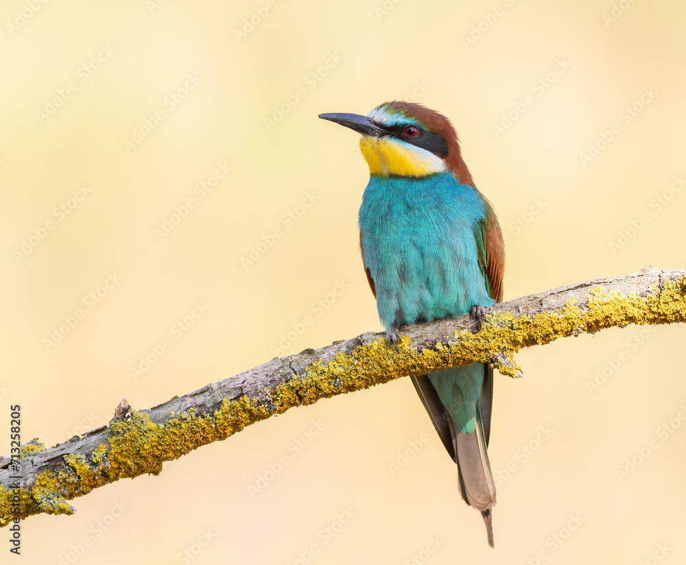Obraz premium European bee-eater, merops apiaster. A bird sits on a branch on a smooth background