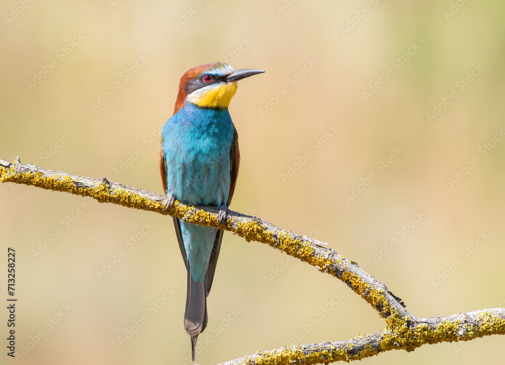 Fototapeta premium European bee-eater, merops apiaster. A bird sits on a branch on a smooth background