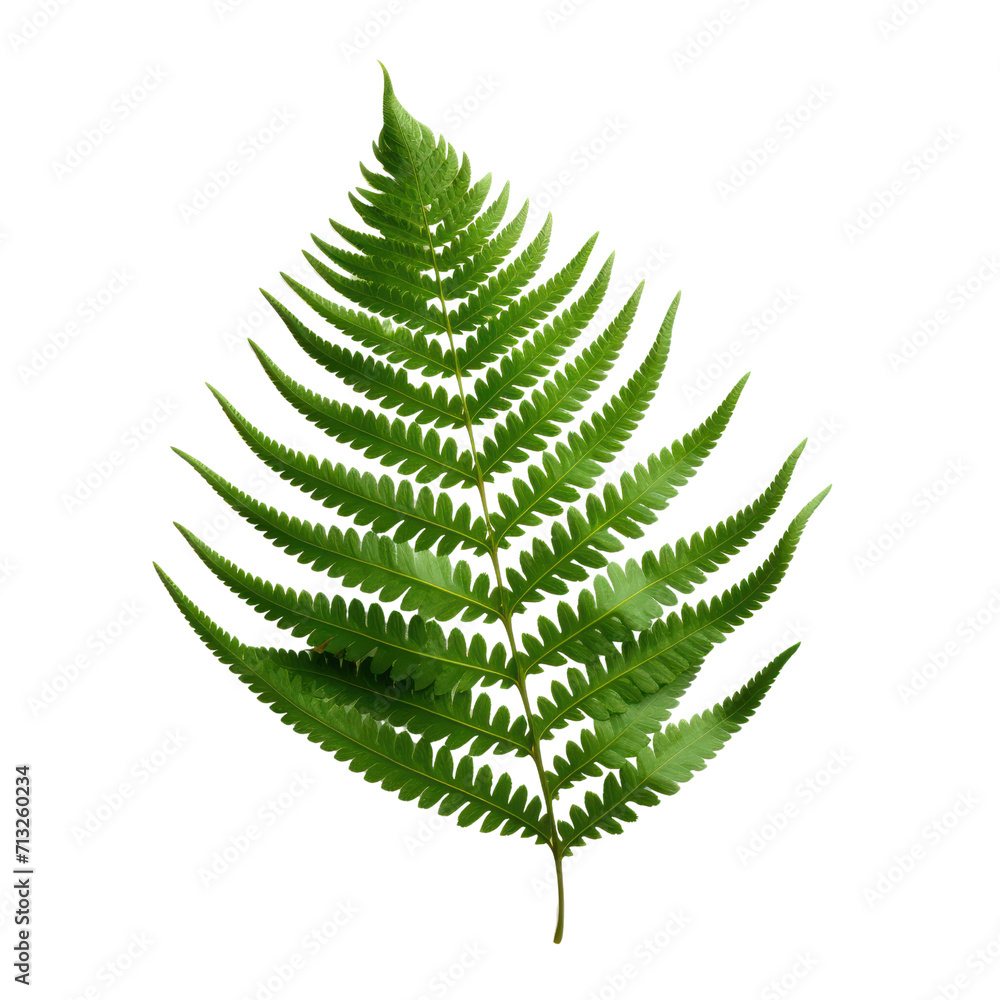 Fern leaf isolated on transparent background