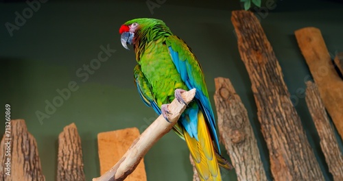 Bright colorful bird Lesser Military Macaw preens gracefully on branch of tree in close-up Colorful bird striking in appearance. Colorful bird testament to diversity of animal kingdom.