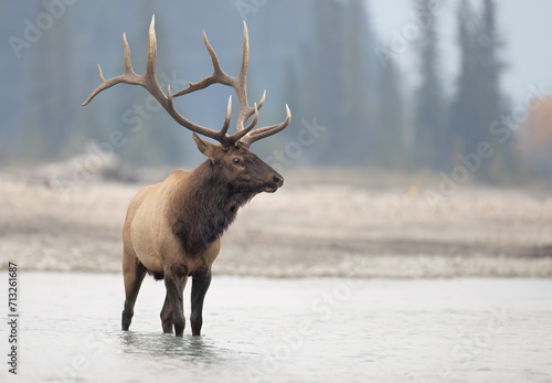 A bull elk standing in a river