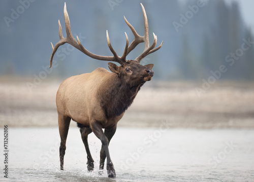 A bull elk crossing a river