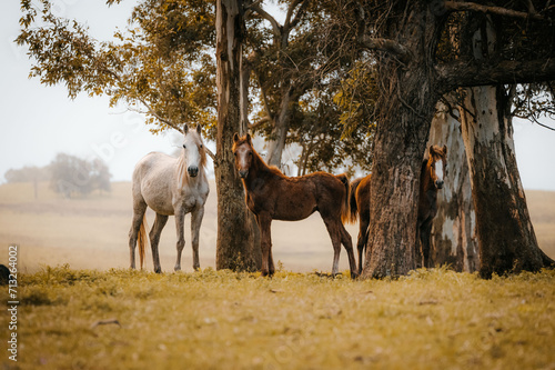 Horses