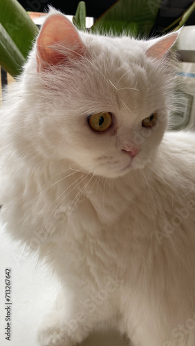 Persian Cat fur cat (ID: 713267642)