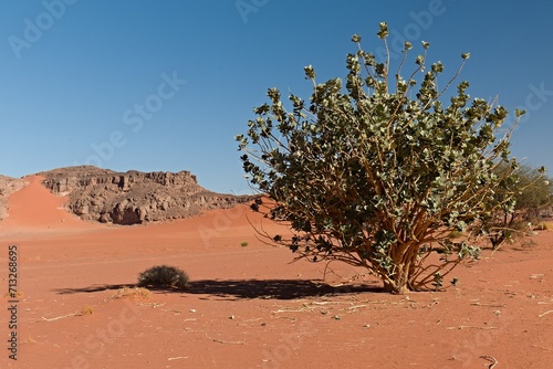 View of the Tadrart Rouge rocky mountain range and the Apple of Sodom (Calotropis procera) tropical bushes in Tassili n Ajjer National Park. Sahara desert, Algeria, Africa.