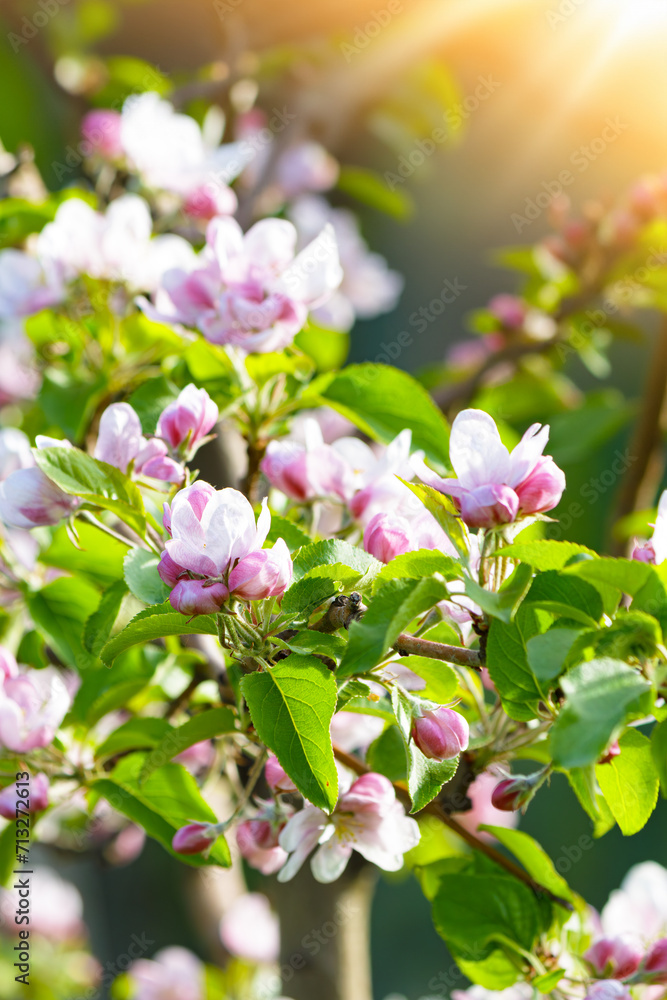 Blossom apple orchard in the spring in sunny day. Selective focus. Blossom apple orchard in the spring in sunny day. Selective focus.