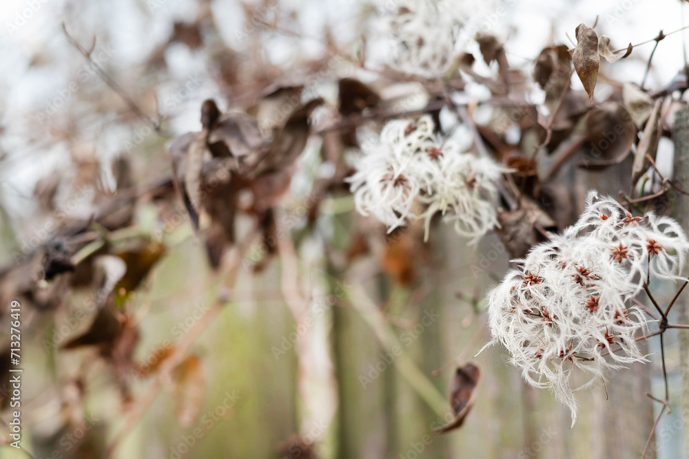 Blurred image of dried plants on a cloudy day. Natural background in brown-green tones. Blurred image of dried plants on a cloudy day. Natural background in brown-green tones.