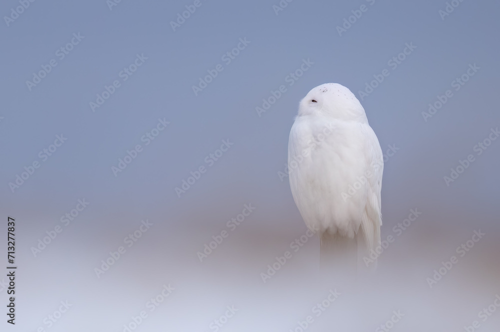 Obraz premium Close up of a snowy owl