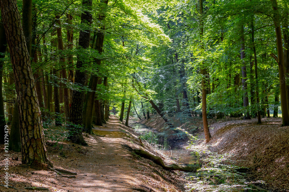 Obraz premium Gravel nature path through the trees along the side, The Pieterpad is a long distance walking route in the Netherlands, The trail runs from northern part of Groningen to end just south of Maastricht.