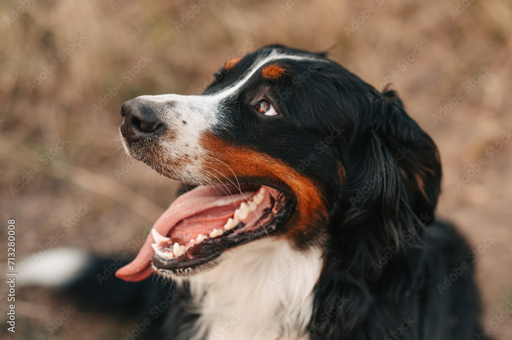 Close up outdoors portrait of a cute bernese mountain dog looking playful aside.
