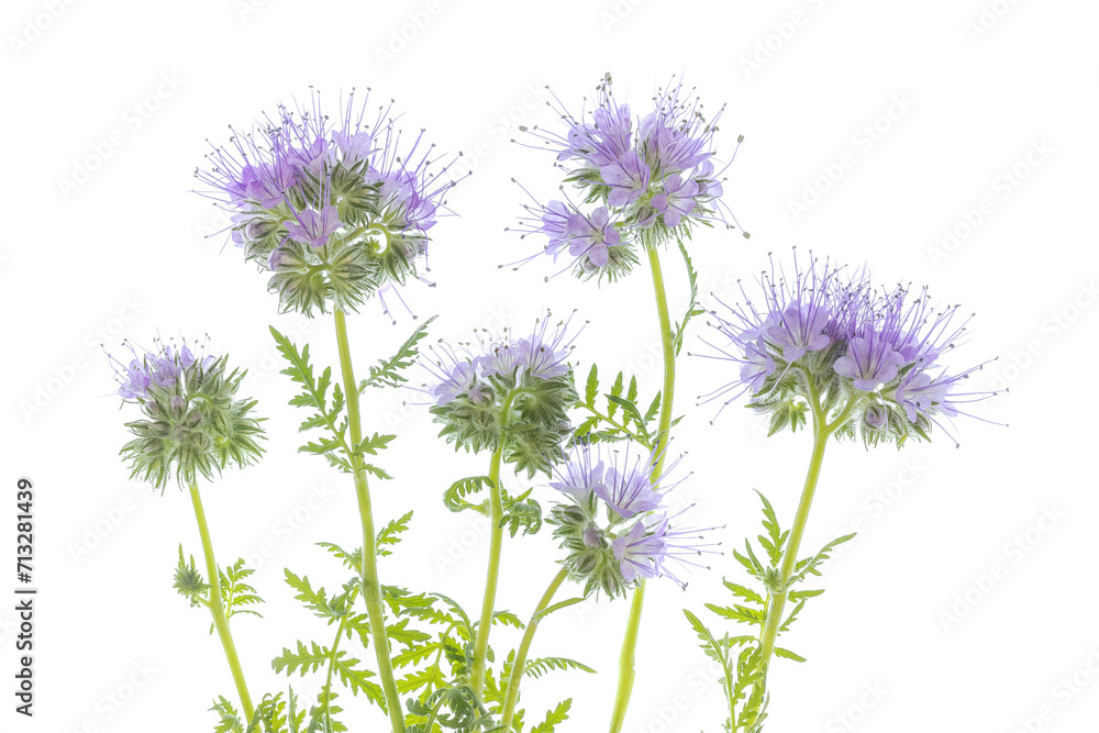 Multiple Phacelia tanacetifolia, purple bee flower, pollinator and fertilizer, green manure growning in summer on a white background