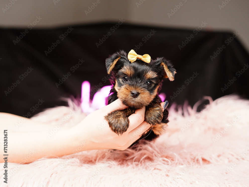 Yorkshire Terrier Puppy against a pink fur pillow. Fluffy, cute Yorkshire terrier with blue bow on his head looks at the camera. Domestic cute little puppy Yorkshire Terrier Puppy against a pink fur pillow. Fluffy, cute Yorkshire terrier with blue bow on his head looks at the camera. Domestic cute little puppy