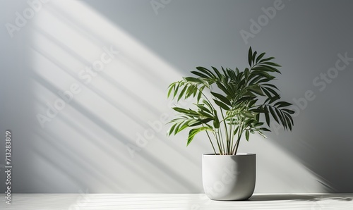 plant in the pot on wooden floor set beside the wall © Murda