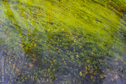 Wallpaper Mural String Algae, ludwigia  and duckweed, weaving in the flow of water in the swamp, Loop Road, Big Cypress National Preserve, Florida Torontodigital.ca