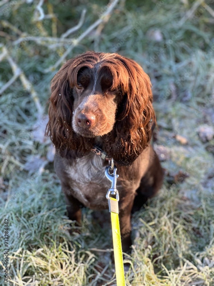 english cocker spaniel