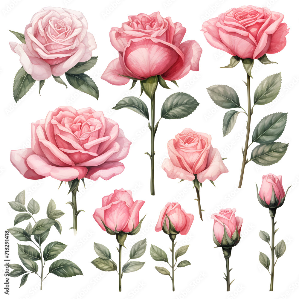 Set with watercolor roses isolated on white background Set with watercolor roses isolated on white background