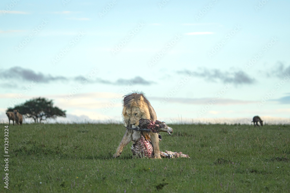 lion dragging with its prey