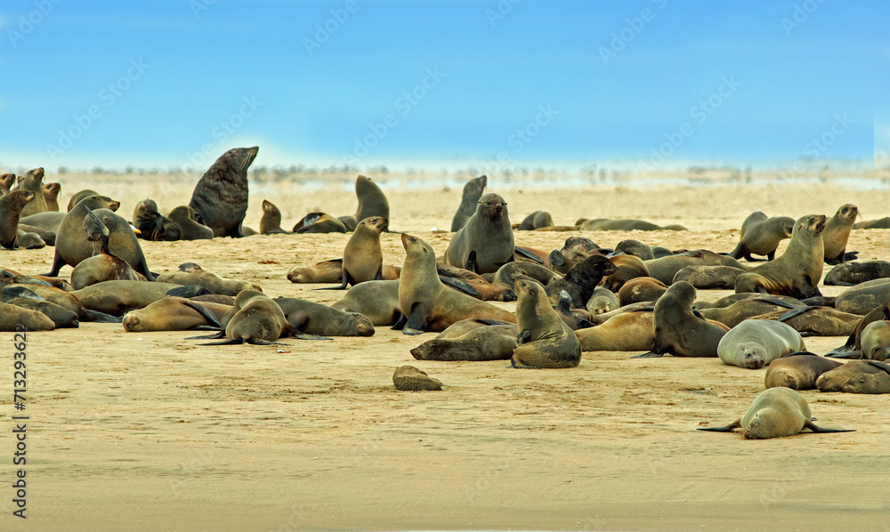 A large Cape Fur Seal Colony, on the beach at Cape Cross, Namibia