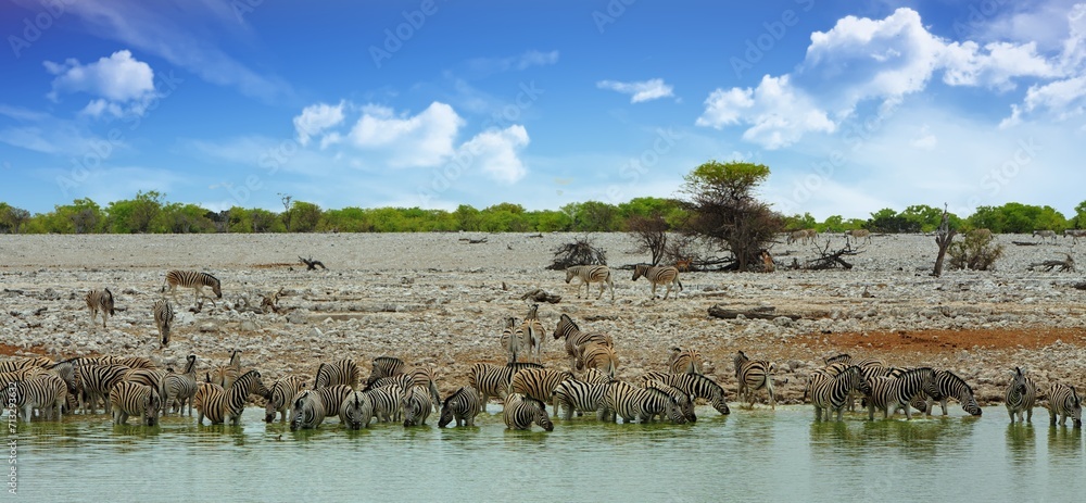 A herd of approx. 5o Plains zebra descend on a waterhole to drink and cool down, there os a natural bush and savannah background.