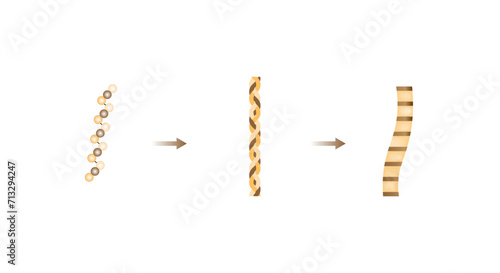 Collagen synthesis. From Amino acids, Peptides and Gelatin to Collagen molecule, Collagen fibers. fibroblasts. Anti-aging therapy. Vector illustration.