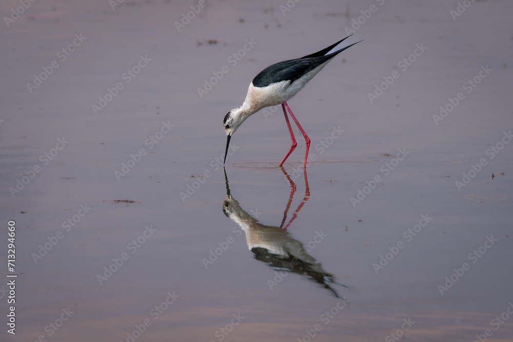 Obraz premium heron ardea cinerea