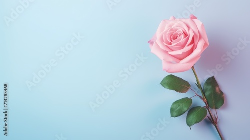 A Pink Rose on Blue