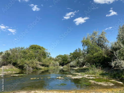 nature in summer with green trees and water river landscape for design
